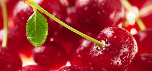 Třešňový recept na tvarohový letní koláč