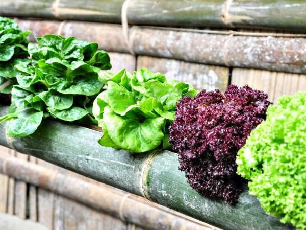 Jste ve stresu? Dejte si salát.