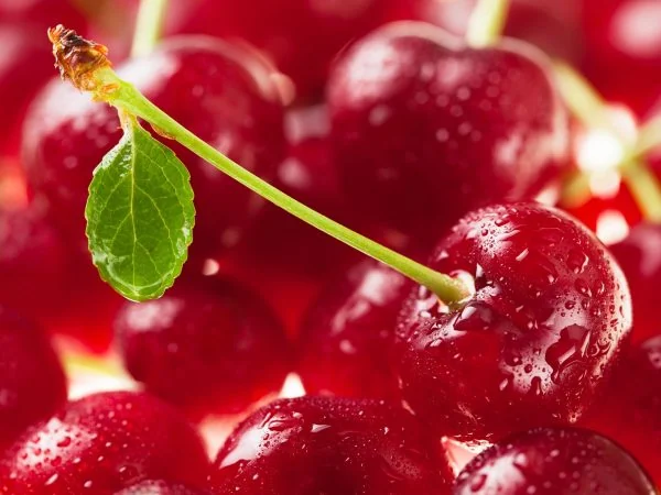 Třešňový recept na tvarohový letní koláč